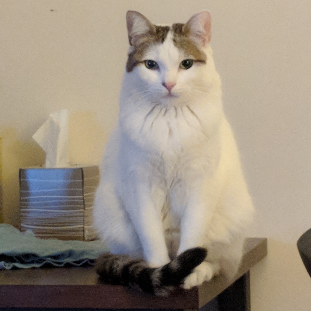Meet your Posher, Amadea